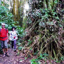 Marion and Alfred walking in the rain forest of The Oriente